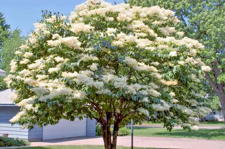 Amazon.com : 25 Seeds Japanese White Lilac Tree Seeds | Syringa